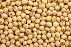 Soya Seed
